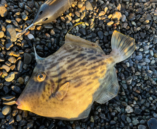 カワハギの釣果