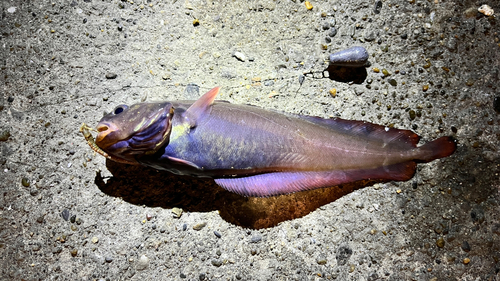 ドンコの釣果