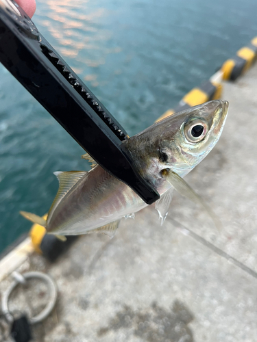 マアジの釣果