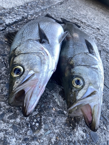 ヒラスズキの釣果