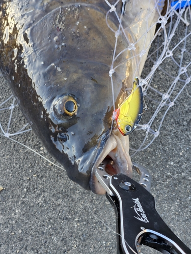 コイの釣果