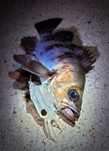 メバルの釣果