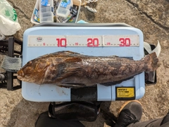 アイナメの釣果