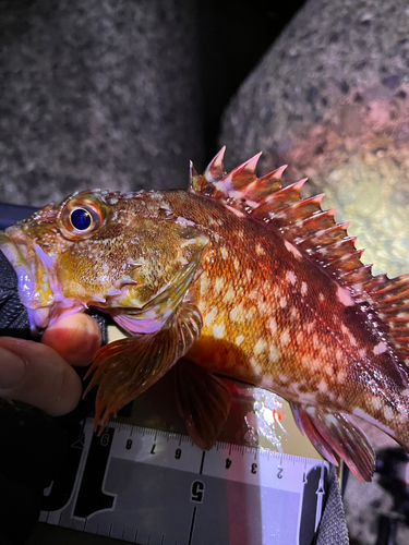 ガシラの釣果