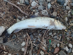 ニゴイの釣果