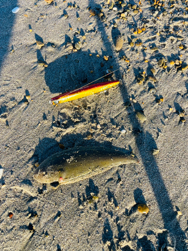 シタビラメの釣果