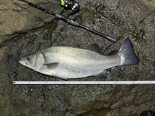 ヒラスズキの釣果