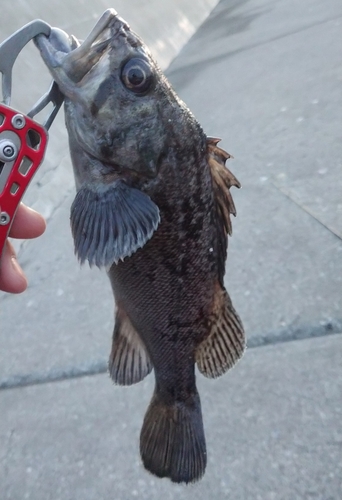 クロソイの釣果