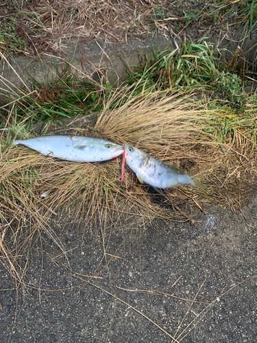 ツバスの釣果