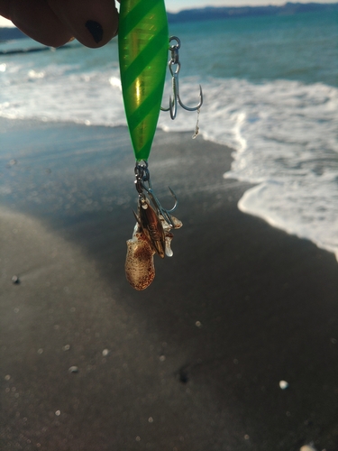 イカの釣果