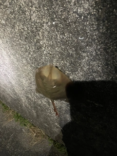 アカエイの釣果