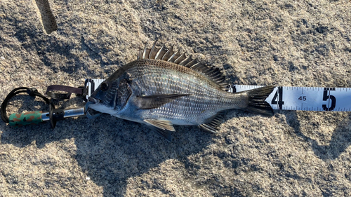 チヌの釣果