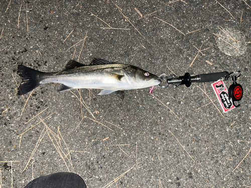 シーバスの釣果