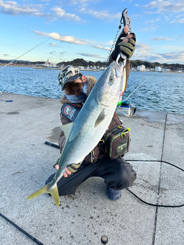 ブリの釣果