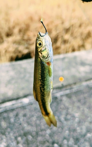 アブラハヤの釣果