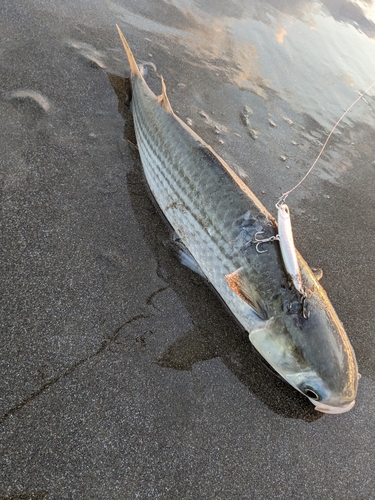 ボラの釣果