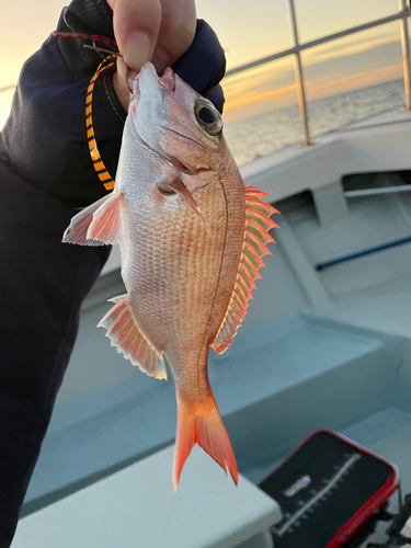 マダイの釣果