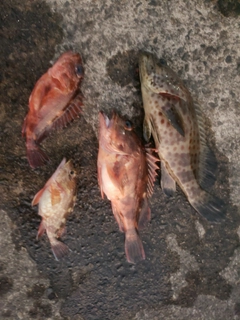 アラカブの釣果