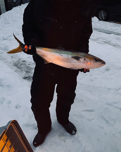 ブリの釣果