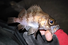 シロメバルの釣果