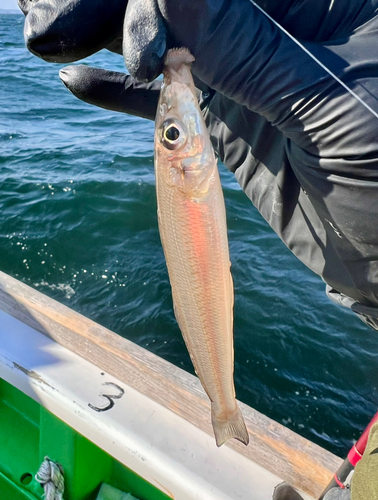 シロギスの釣果