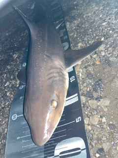 ホシザメの釣果