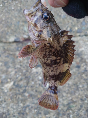 ムラソイの釣果