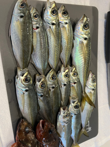 アジの釣果