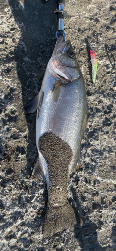 ヒラスズキの釣果