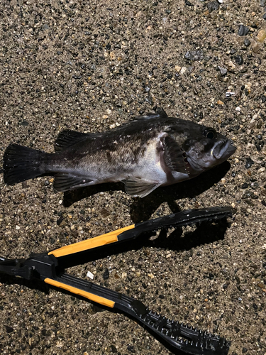 ソイの釣果