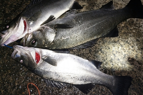 ヒラスズキの釣果