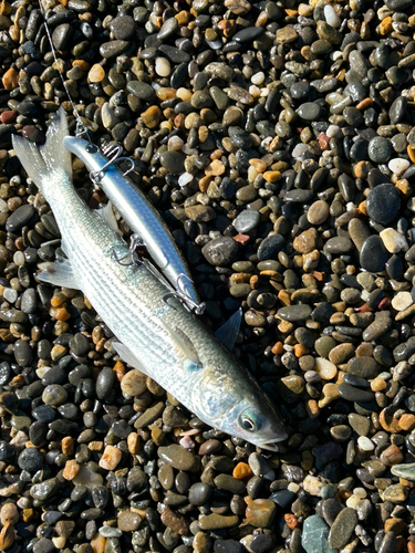 ボラの釣果