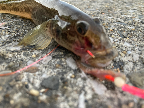 ハゼの釣果