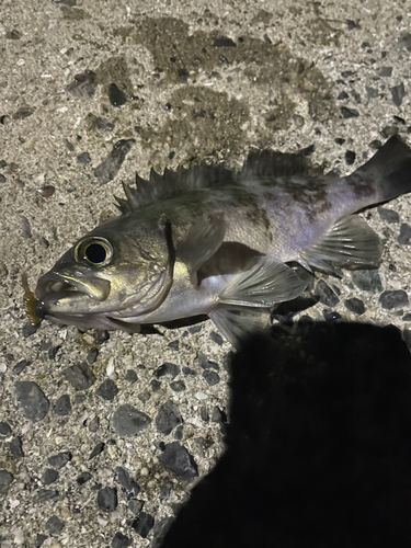 メバルの釣果