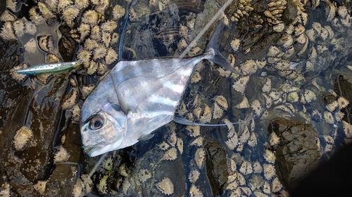 イトヒキアジの釣果