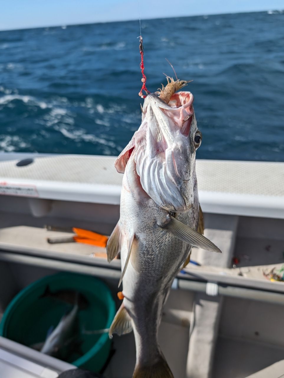 にゃぎだもさんの釣果 3枚目の画像