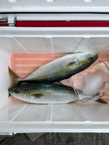 ハマチの釣果