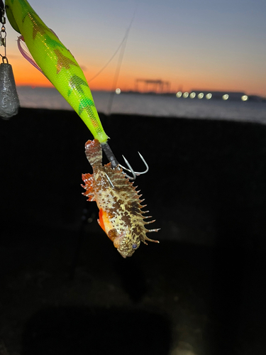 オニカサゴの釣果