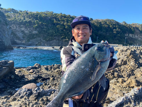 メジナの釣果