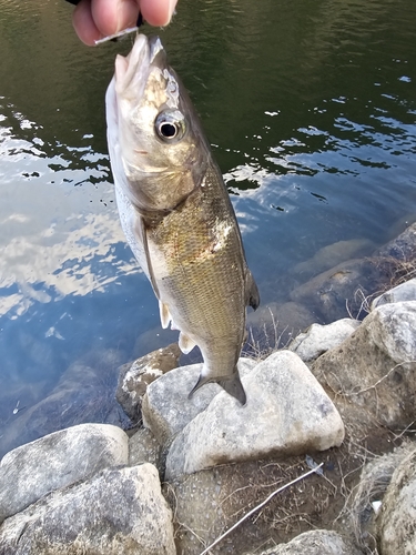 ウグイの釣果