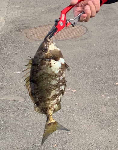 アイゴの釣果