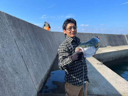 ブリの釣果