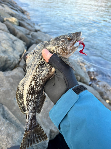 アイナメの釣果