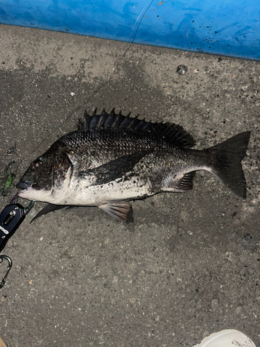 クロダイの釣果