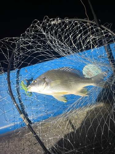 キビレの釣果