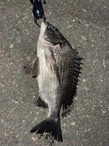 クロダイの釣果