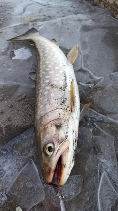 アメマスの釣果