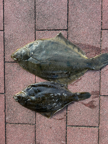 カレイの釣果