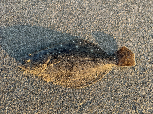 ソゲの釣果