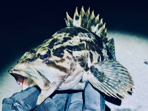 ベッコウゾイの釣果